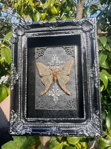 Graellsia Isabellae | eBay