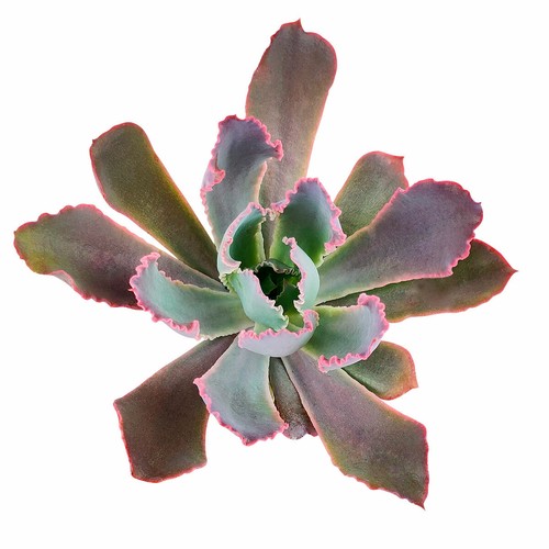 冰莓多肉霓虹断路器多肉植物霓虹紫色植物 2 或4 Ebay 冰莓多肉霓虹断路器多肉植物霓虹紫色植物 2 或4 Ebay