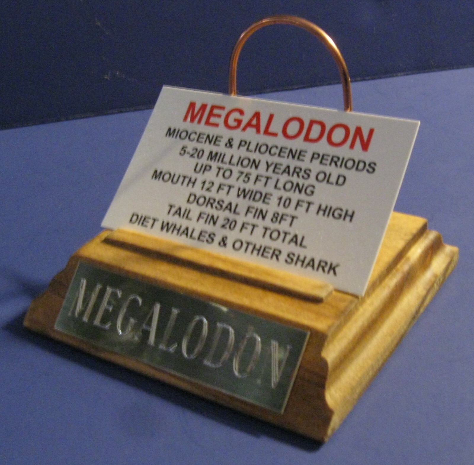 MEGALODON SHARK TOOTH 4" FOSSIL DISPLAY STAND ENGRAVED PLAQUE Tooth Not Included