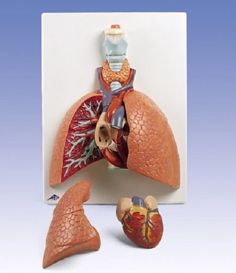 NEW 3B Scientific Anatomical Human Lung Model w/ Larynx VC243