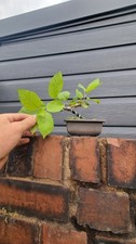 Crabapple Semitrained Bonsai Wired