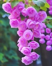 Weeping Begonia Flower Bulbs Magenta  Pack of 2  Easy Grow