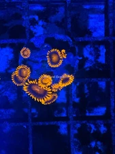 CE- WYSIWYG Bam Bam Zoa Zoanthid Frag Live Coral LPS SPS #R1GJ18