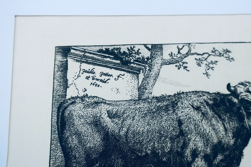 Kühe Original Kupferstiche, 17. Jh. Paülus Potter - Bild 2 von 10