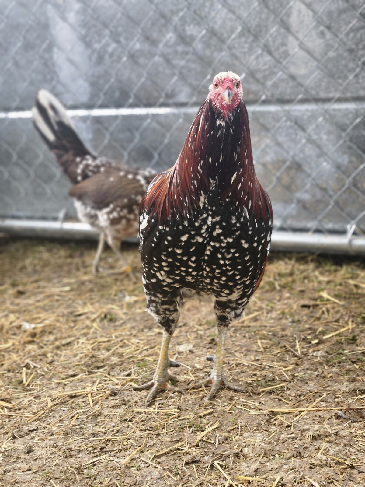 Spangled Hatch - ye4ivt9