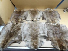 Professionally soft tanned beaver hide in Rug form/crafts/taxidermy