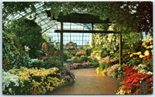 Postcard - Chrysanthemum Display, Eden Park Conservatory - Cincinnati, Ohio