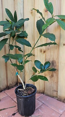 2 in 1 LIVE PLANT 3ft Tabernaemontana divaricata Flore Pleno + Holstii grafted