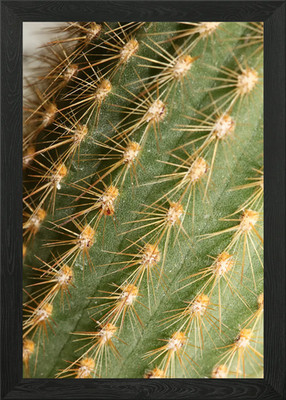 Cactus close up background Framed Wall Art Poster Canvas Print Picture