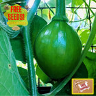 Fresh Korean Bulam Squash Seeds | Early | Heirloom Non-GMO | Asian Vegetable