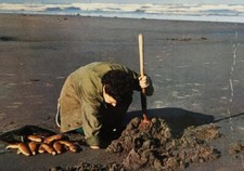 Clam Digging Pacific Coast Beach Ocean Postcard Posted 1963
