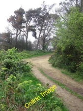 Photo 12x8 Brown Pines Chideock The trees (pine needles) are very brown du c2014