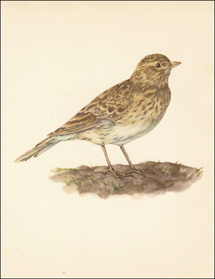 1964 Vintage Print SKYLARK Lark Bird British Birds UK Eduard Demartini