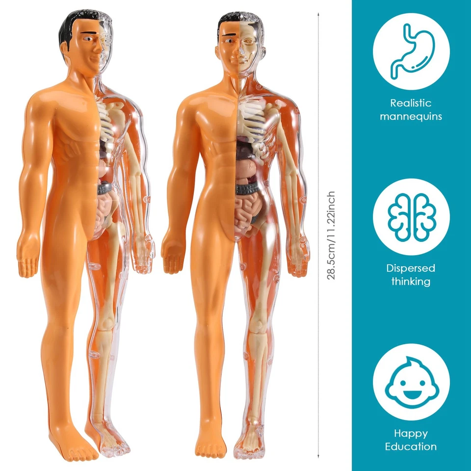Modello 3D di Anatomia del Corpo Umano per Bambini nel Plastica DIY Schelet9511 - Immagine 4 di 4