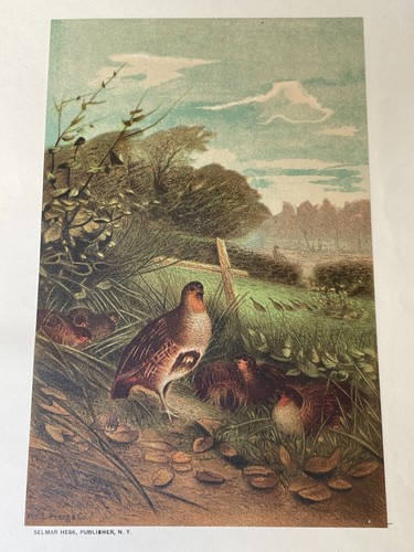 Chromolithograph Circa 1880's L. Prang/Selmar Hess -PARTRIDGE (bird) - Picture 2 of 6