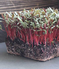 Semillas Swiss Chard Pink 100+ semillas sin tratar semillas vegetales y microverdes sin OGM