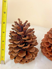 Lot of 20 NC Pinecones Large 4"-6" Natural Brown Holiday Art Craft Holiday Decor