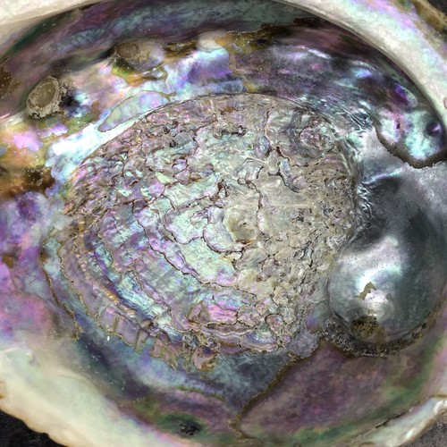 Vtg Footed Oyster 5” shell On 6 1/2” Wood display tray Oyster Pearlescent - Picture 11 of 12
