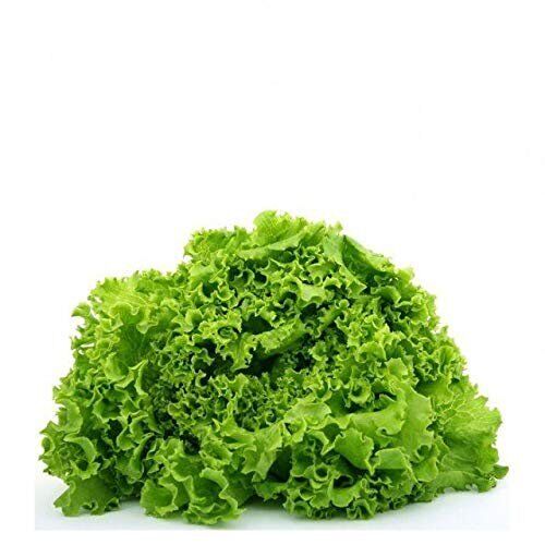 Green Ice Loose Leaf Lettuce 500 - 5000 Seeds crisp & savoyed leaves 50 days! - Picture 2 of 3
