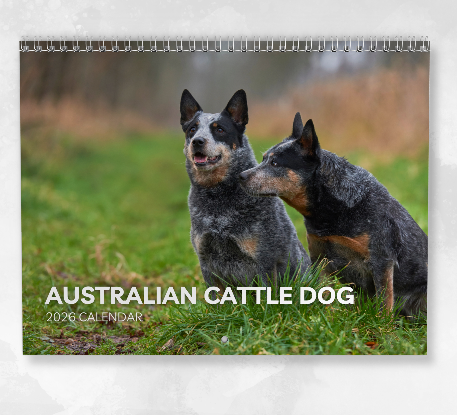 Australian Cattle Dog Calendar 2026: Monthly Wall Calendar with Notes
