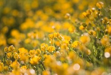 Canon R RF-S Fit 135mm F/2.8 Telephoto Lens For Canon Mirrorless Sharp! Bokeh!