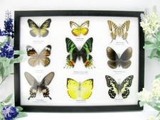 9 Farfalle splendidamente preparate murale vetrina - tassidermia - A-09-mad-01