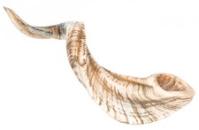 NaDeco Schafshorn poliert 31-35cm Schafhorn Widder Horn Schafhörner Tierhörner