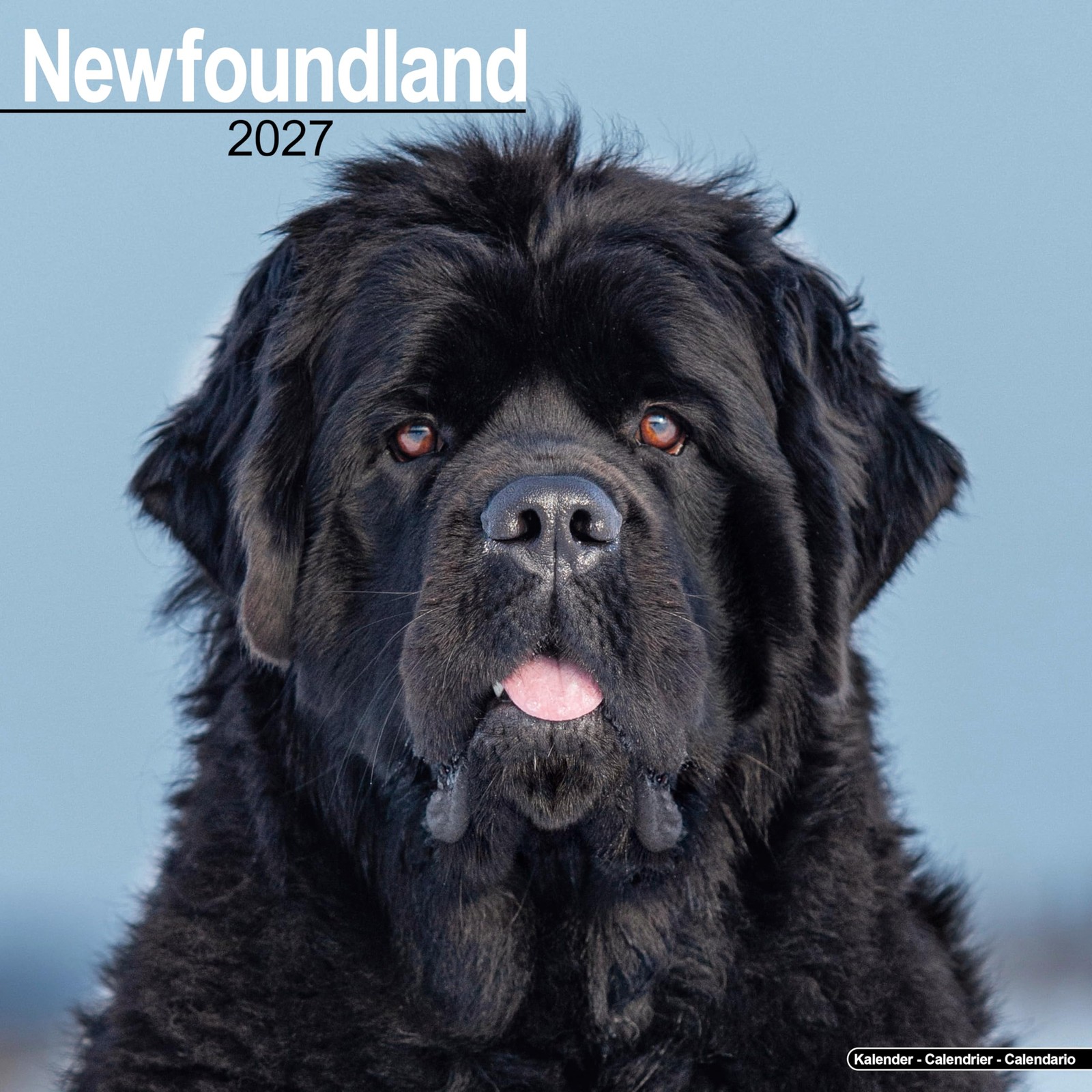 Newfoundland Wall by AVONSIDE PUBLISHING (Calendar) - Image 3