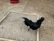 5+ Ayam Cemani Solid Black chicken hatching eggs