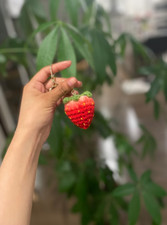 Portachiavi fragola all'uncinetto, ciondolo carino, regalo fatto a mano