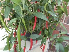 Indian Chilli  Puswa Jawala Chilli Hot Pepper Seeds UK SELLER