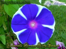Big Blueper Japanese Morning Glory 6 Qty
