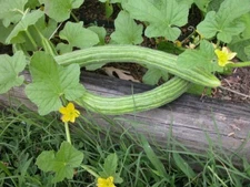 40 + Armenian Yard Long Cucumber Seeds, Organic NON - GMO, Season 2025, Florida