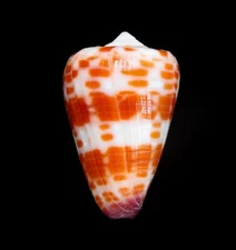 SEASHELL - Conus tessulatus - BIG 47.6MM, DEEP COLOR, W/O, VIETNAM