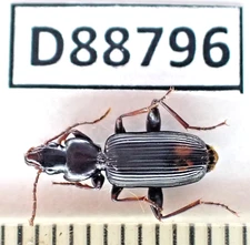 D88796. Insects, Beetles. Carabidae sp. Vietnam South