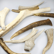 Nat&uuml;rliches Rothirschgeweih / Abwurfstange Natur Deko Basteln Krone Passstange