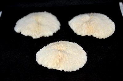 Genuine Mushroom Coral  (Fungiidae) - 2 1/2''  - 1 Piece