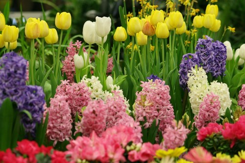 30 GARDEN BEDDING HYACINTH BULBS MIXED COLOURS OUTDOOR GARDEN PERENNIAL - Picture 8 of 9