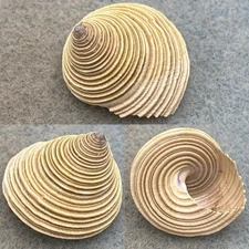 #1 Calliostoma canaliculatum 26.5mm F+ Nicholas Canyon Beach, California