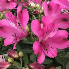 Alstroemeria Flower Hybrid Quality Bulbs Home Gardening Pack of 2 purple