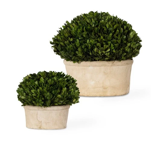 Preserved Boxwood - 14 inch Oval Dome Topiary (Set of 2) Accessories Uttermost - Picture 1 of 6