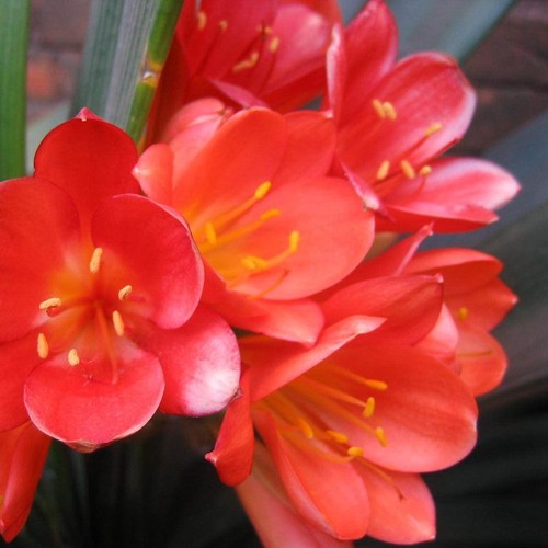 5 Clivia Seeds Kaffir Lily Clivia miniata Garden Flowers - Picture 4 of 15