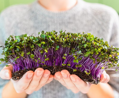 #ad Red Acre Cabbage MICROGREEN Seeds Heirloom Non GMO Seeds for Sprouting $40.00