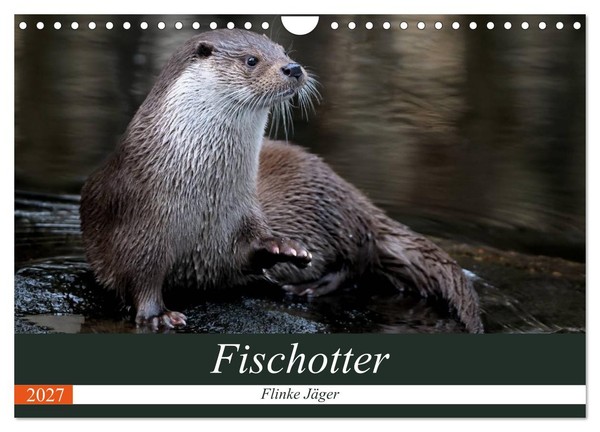 "Calendar 2027 · US Version · Otters, Nimble Hunters (Wall Calendar 2027 12\" × 8\""-image