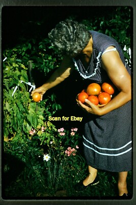 Woman w/ Tomato Plants in 1958, Kodachrome Slide aa 18-28b