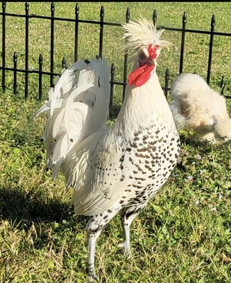 8 RARE Silver Spangled Appenzeller Spitzhauben Fertile EGGS.