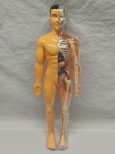 3D Human Body Model for Kid Anatomy Skeleton DIY Organ Assembly Homeschooling