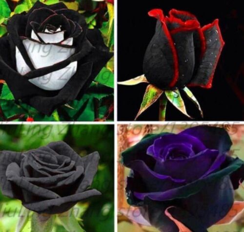 20 EXOTIC RARE BLACK ROSE SEEDS home garden flower plant bush diy sun Rosas tea - Picture 1 of 23