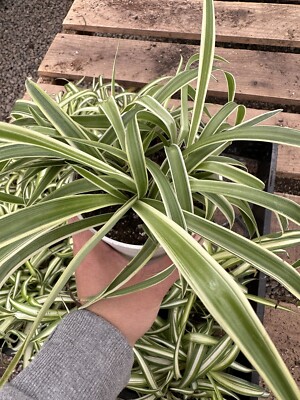 LIVE REVERSE VARIEGATED SPIDER PLANT | eBay