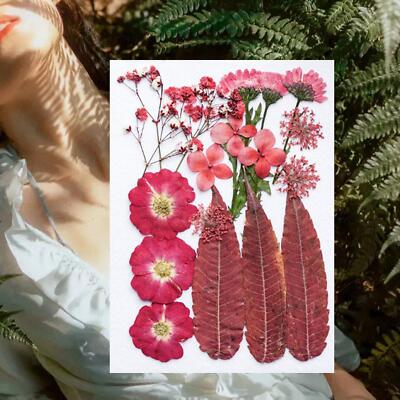 Getrocknete gepresste Blumen schöne trockene Blätter Kits für Nailart Stamping Dekore